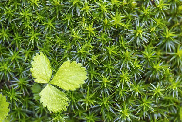 Macro shot of a leaf in the moss in the underwood