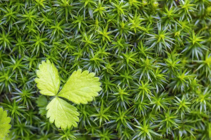 Framed Print : Macro shot of a leaf in the moss in the underwood Framed Print : Macro shot of a leaf in the moss in the underwood