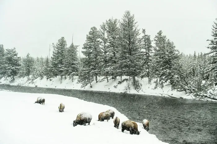 Framed Print : Madison River in winter with grazing bison, Yellowstone National Park, Wyoming, USA Framed Print : Madison River in winter with grazing bison, Yellowstone National Park, Wyoming, USA