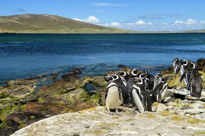 Framed Print : Magellanic penguin (Spheniscus magellanicus), Carcass Island, West Falkland, Falkland Islands Framed Print : Magellanic penguin (Spheniscus magellanicus), Carcass Island, West Falkland, Falkland Islands