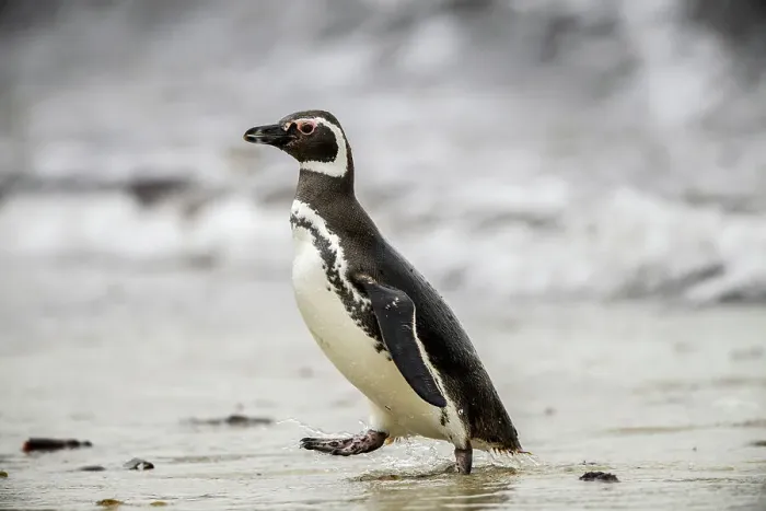 Framed Print : Magellanic penguin (Spheniscus magellanicus), Saunders Island, West Falkland, Falkland Islands Framed Print : Magellanic penguin (Spheniscus magellanicus), Saunders Island, West Falkland, Falkland Islands