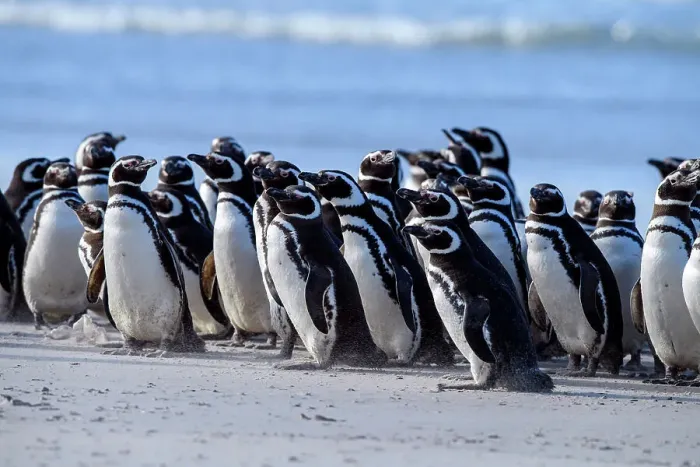 Framed Print : Magellanic penguin (Spheniscus magellanicus), Saunders Island, West Falkland, Falkland Islands Framed Print : Magellanic penguin (Spheniscus magellanicus), Saunders Island, West Falkland, Falkland Islands