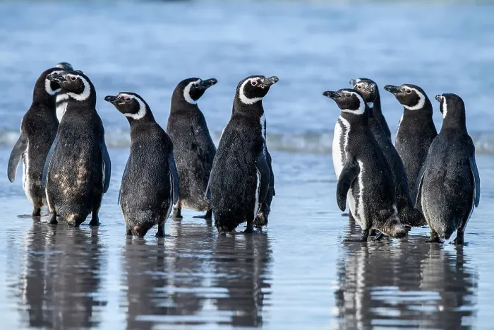 Framed Print : Magellanic penguin (Spheniscus magellanicus), Saunders Island, West Falkland, Falkland Islands Framed Print : Magellanic penguin (Spheniscus magellanicus), Saunders Island, West Falkland, Falkland Islands