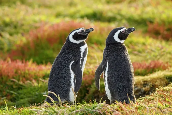 Framed Print : Magellanic penguin (Spheniscus magellanicus), Sea Lion Island, East Falkland, Falkland Islands Framed Print : Magellanic penguin (Spheniscus magellanicus), Sea Lion Island, East Falkland, Falkland Islands