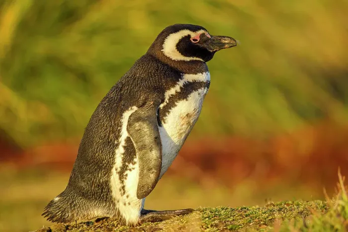 Framed Print : Magellanic penguin (Spheniscus magellanicus), Sea Lion Island, East Falkland, Falkland Islands Framed Print : Magellanic penguin (Spheniscus magellanicus), Sea Lion Island, East Falkland, Falkland Islands