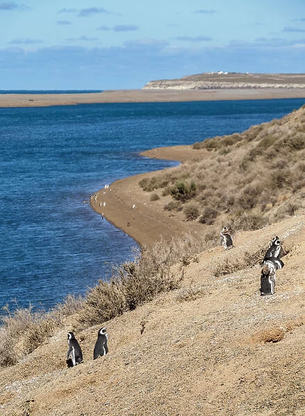 Magellanic penguins (Spheniscus magellanicus) Caleta Valdes, Valdes Peninsula, UNESCO