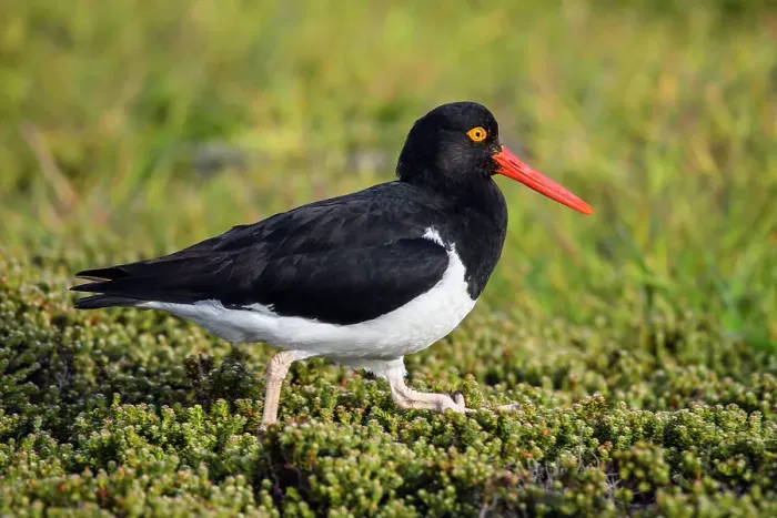 Framed Print : Magellanic (Pied) oystercatcher (Haematopus leucopodus), Carcass Island, West Falkland, Falkland Islands