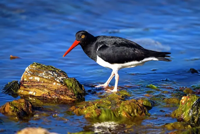 Framed Print : Magellanic (Pied) oystercatcher (Haematopus leucopodus), Stanley, East Falkland, Falkland Islands Framed Print : Magellanic (Pied) oystercatcher (Haematopus leucopodus), Stanley, East Falkland, Falkland Islands
