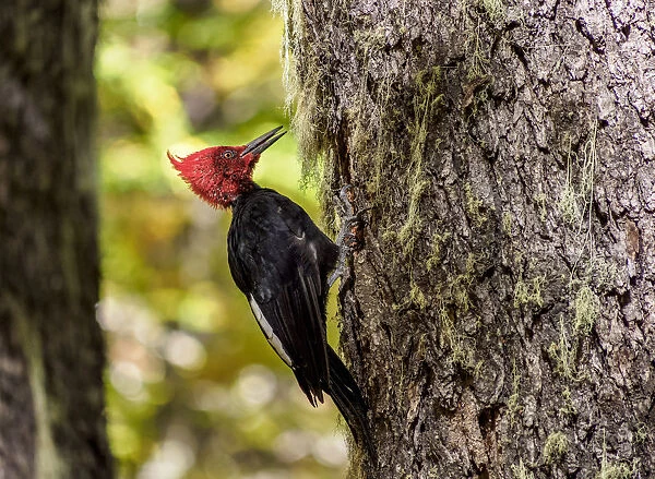 Magellanic woodpecker (Campephilus magellanicus), Nahuel Huapi National Park, Rio