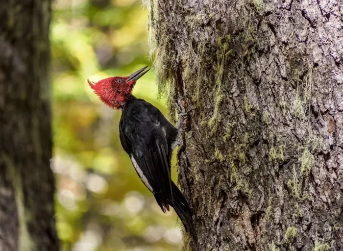 Framed Print : Magellanic woodpecker (Campephilus magellanicus), Nahuel Huapi National Park, Rio Framed Print : Magellanic woodpecker (Campephilus magellanicus), Nahuel Huapi National Park, Rio