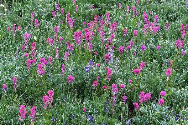 Magenta Paintbrush, (Castilleja parviflora) - Wildflower meadow Mt. Rainier National Park, Washington State, USA