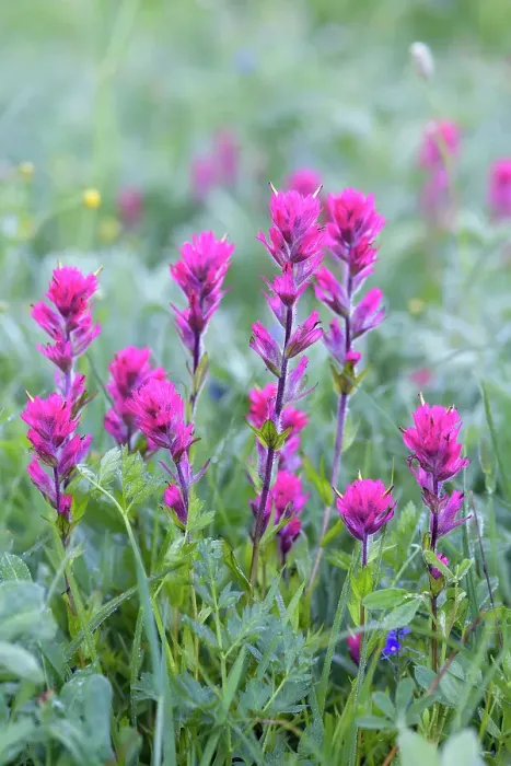 Framed Print : Magenta Paintbrush, (Castilleja parviflora) - Wildflower meadow Mt. Rainier National Park, Washington State, USA Framed Print : Magenta Paintbrush, (Castilleja parviflora) - Wildflower meadow Mt. Rainier National Park, Washington State, USA
