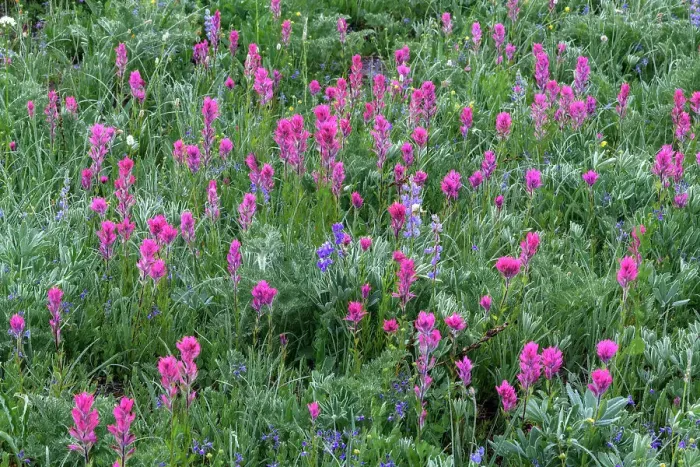 Framed Print : Magenta Paintbrush, (Castilleja parviflora) - Wildflower meadow Mt. Rainier National Park, Washington State, USA Framed Print : Magenta Paintbrush, (Castilleja parviflora) - Wildflower meadow Mt. Rainier National Park, Washington State, USA