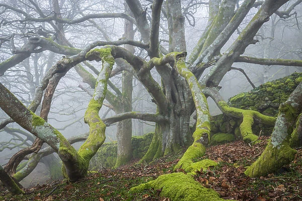Magnificent, ancient beech tree in a foggy Dartmoor woodland, Devon, England. Winter (March) 2022