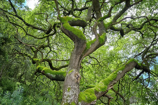 A magnificent oak tree in the Arrabida Nature Park. Palmela, Portugal