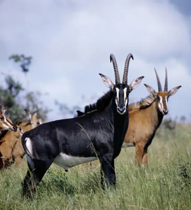 Framed Print : A magnificent Sable antelope bull with females