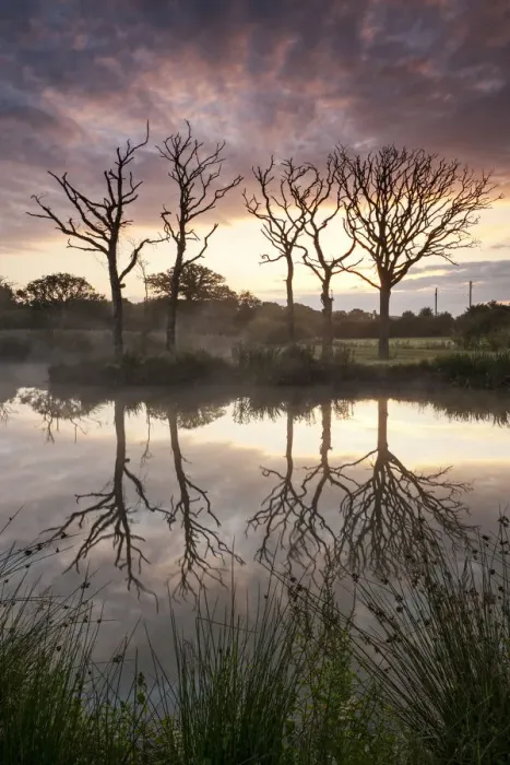 Framed Print : Magnificent sunrise behind dead trees and lake reflections, Morchard Road, Devon, England Framed Print : Magnificent sunrise behind dead trees and lake reflections, Morchard Road, Devon, England