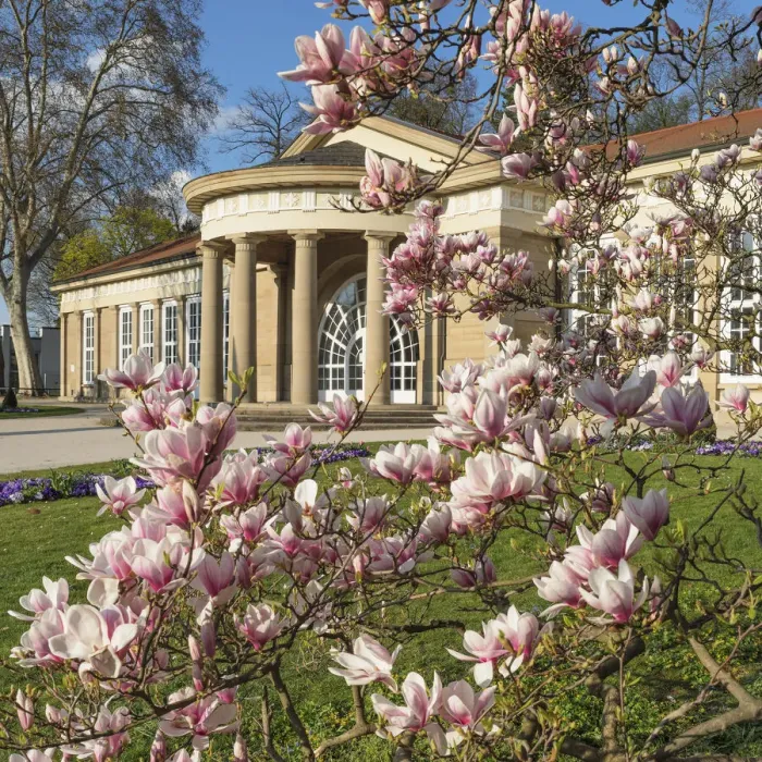 Framed Print : Magnolia Blossom at Kurhaus, Bad Cannstatt, Stuttgart, Baden-Wurttemberg, Germany Framed Print : Magnolia Blossom at Kurhaus, Bad Cannstatt, Stuttgart, Baden-Wurttemberg, Germany