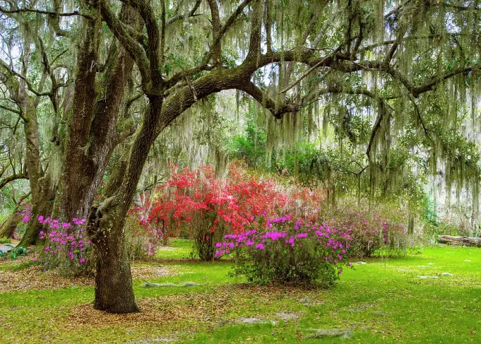 Framed Print : Magnolia Plantation and Garden in Spring Charleston, South Carolina, USA