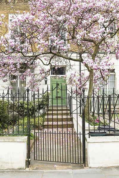 Magnolia tree in full bloom outside a house with a green door in Notting Hill, London