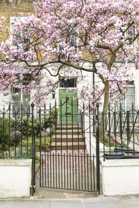 Framed Print : Magnolia tree in full bloom outside a house with a green door in Notting Hill, London Framed Print : Magnolia tree in full bloom outside a house with a green door in Notting Hill, London