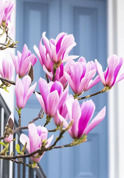 Magnolia tree in full bloom outside a house with a grey door in Kensington, London