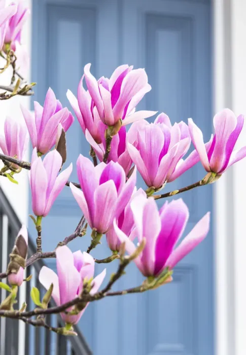 Framed Print : Magnolia tree in full bloom outside a house with a grey door in Kensington, London Framed Print : Magnolia tree in full bloom outside a house with a grey door in Kensington, London