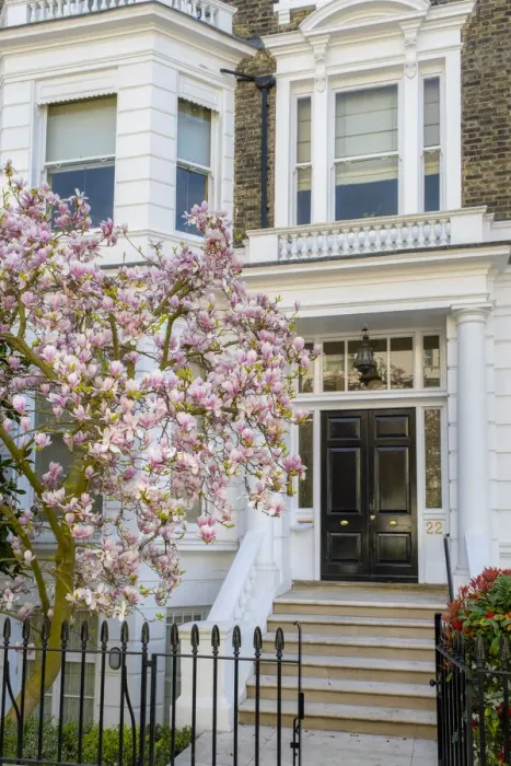Framed Print : Magnolia tree in blossom, Holland Park, Kensington, London, England, UK