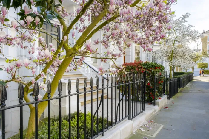 Framed Print : Magnolia tree in blossom, Holland Park, Kensington, London, England, UK