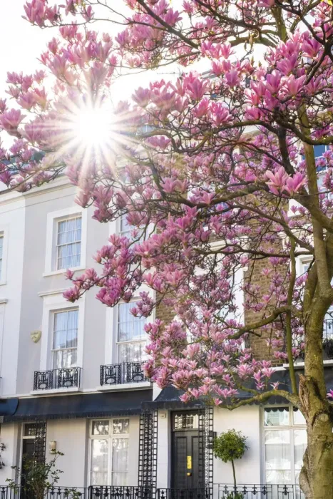 Framed Print : Magnolia tree in blossom, Notting Hill, London, England, UK Framed Print : Magnolia tree in blossom, Notting Hill, London, England, UK