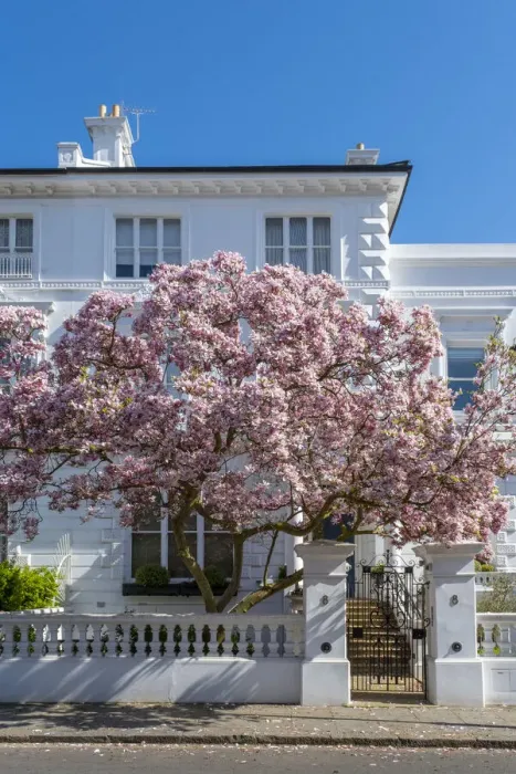 Framed Print : Magnolia tree in blossom, South Kensington, London, England, UK