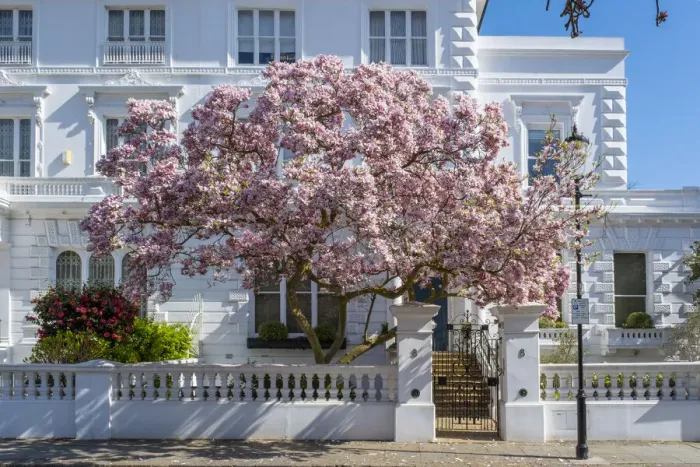Framed Print : Magnolia tree in blossom, South Kensington, London, England, UK Framed Print : Magnolia tree in blossom, South Kensington, London, England, UK