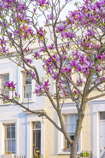 Magnolia tree, Kensington, London, England, UK