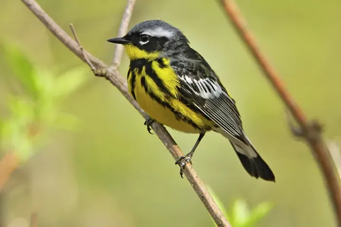 Framed Print : Magnolia warbler (Dendroica magnolia) Point Pelee National Park, Ontario, Canada