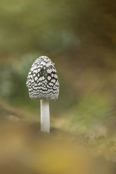 Magpie Inkcap or Magpie fungus (Coprinopsis picacea), New Forest, Hampshire, England, UK