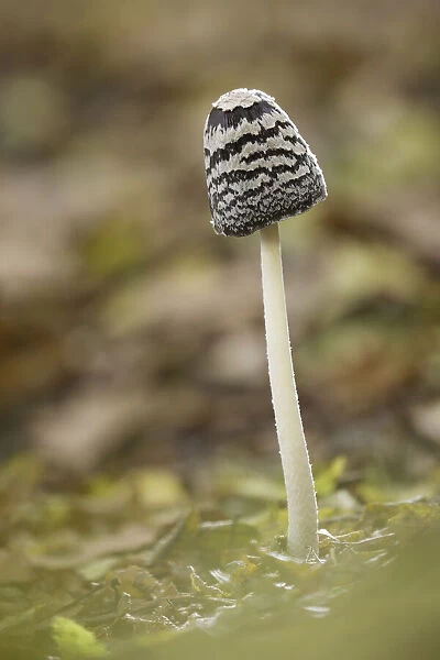 Magpie Inkcap or Magpie fungus (Coprinopsis picacea), Rhodope Mountains, Bulgaria