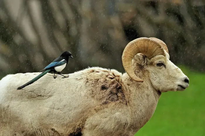 Framed Print : Magpie (Pica hudsonia) plucking fur from a Bighorn sheep (Ovis Canadensis), Waterton Lakes NP, Alberta, Canada Framed Print : Magpie (Pica hudsonia) plucking fur from a Bighorn sheep (Ovis Canadensis), Waterton Lakes NP, Alberta, Canada