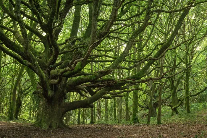 Framed Print : Majestic ancient oak tree in Woodlands Hill wood in the Quantock Hills, near Nether Stowey, Somerset, England. Autumn (September) 2023 Framed Print : Majestic ancient oak tree in Woodlands Hill wood in the Quantock Hills, near Nether Stowey, Somerset, England. Autumn (September) 2023