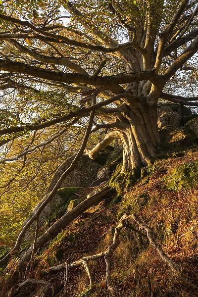 Majestic beech tree in deciduous woodland, Dartmoor, Devon, England