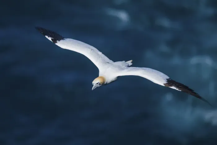 Framed Print : A majestic gannet flying over the ocean. Mykines, Faroe Islands Framed Print : A majestic gannet flying over the ocean. Mykines, Faroe Islands