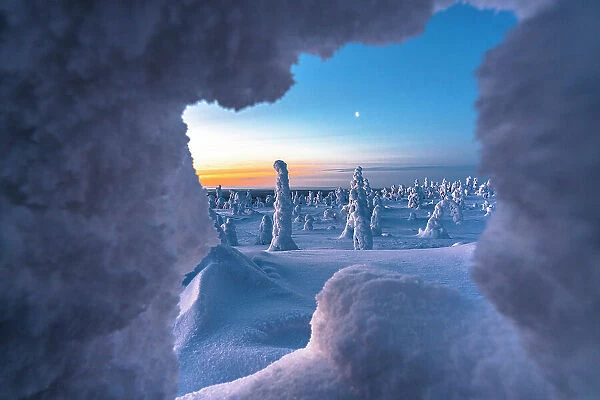 Majestic ice sculptures during the cold arctic sunrise, Riisitunturi National Park, Posio, Lapland, Finland