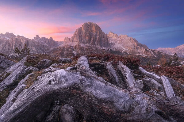 The majestic Tofane rising in the sky and taking the golden light at sunset with some roots in the foreground. Dolomites, Italy