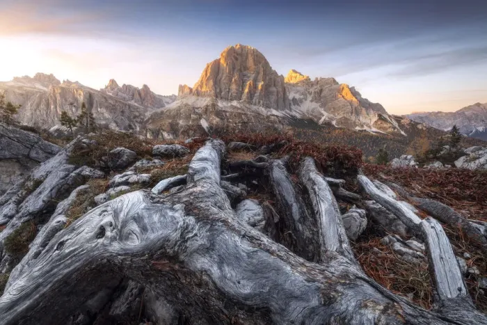 Framed Print : The majestic Tofane rising in the sky and taking the golden light at sunset with some roots in the foreground. Dolomites, Italy Framed Print : The majestic Tofane rising in the sky and taking the golden light at sunset with some roots in the foreground. Dolomites, Italy