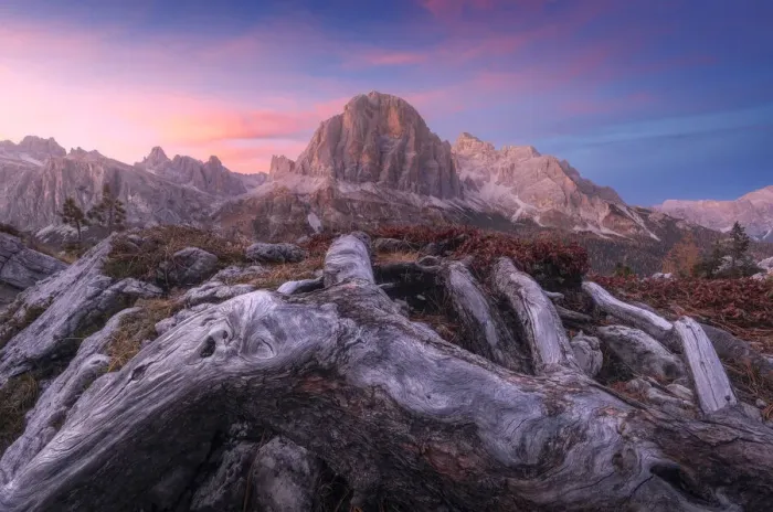 Framed Print : The majestic Tofane rising in the sky and taking the golden light at sunset with some roots in the foreground. Dolomites, Italy Framed Print : The majestic Tofane rising in the sky and taking the golden light at sunset with some roots in the foreground. Dolomites, Italy