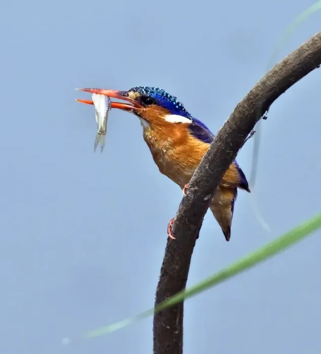 Framed Print : A Malachite kingfisher with a small fish caught in the Katuma River