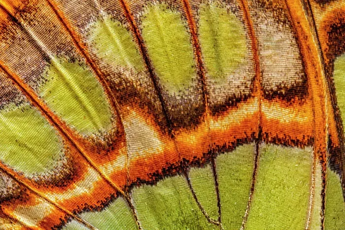 Framed Print : Malachite (Siproeta stelenes) Butterfly wing abstract, Costa Rica Framed Print : Malachite (Siproeta stelenes) Butterfly wing abstract, Costa Rica