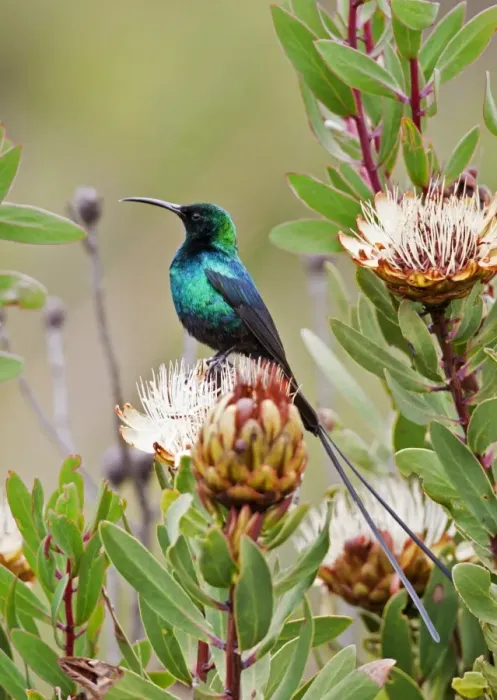 Framed Print : A Malachite Sunbird on a protea flower at 9, 750 feet on the moorlands of Mount Kenya Framed Print : A Malachite Sunbird on a protea flower at 9, 750 feet on the moorlands of Mount Kenya