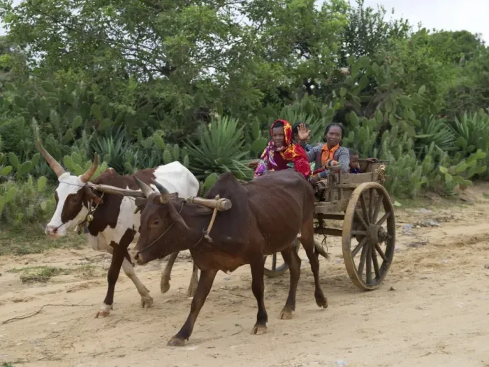 Framed Print : A Malagasy family returns from Tsiombe market in an ox-drawn cart Framed Print : A Malagasy family returns from Tsiombe market in an ox-drawn cart
