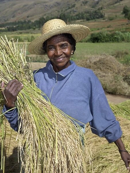 A Malagasy woman gathering rice from paddies near Ambalavao