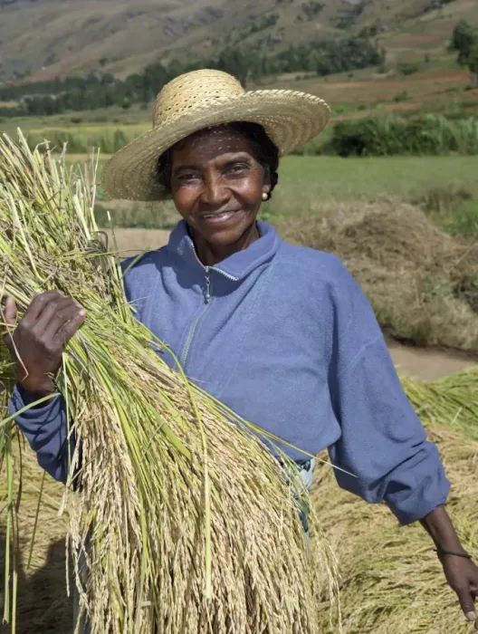 Framed Print : A Malagasy woman gathering rice from paddies near Ambalavao Framed Print : A Malagasy woman gathering rice from paddies near Ambalavao